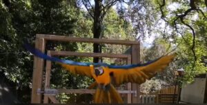 Pablo flyver