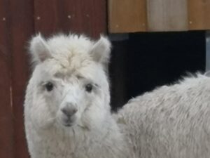 Alpaca Walk med Alfred (30 min.) søndage efter kl. 12 Ring 50305454 før booking