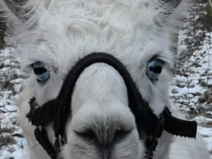 Alpaca Walk med Gustav (30 min.) søndage efter kl. 12 Ring 50305454 før booking